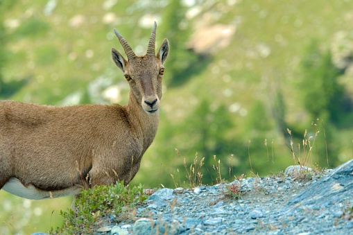 Female ibex close up portrait in the italian alps