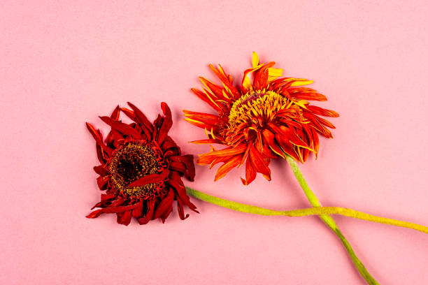 istock Withered flowers on pink color background 1988191209