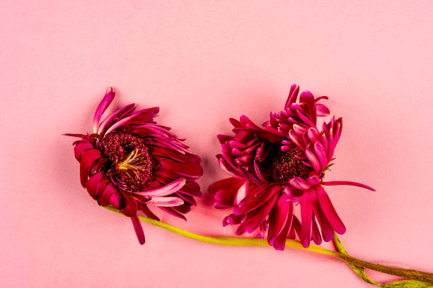 istock Withered flowers on pink color background 1988191722