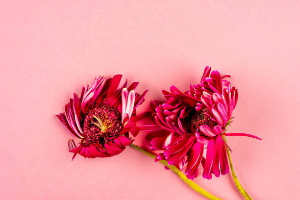 istock Withered flowers on pink color background 1988191725