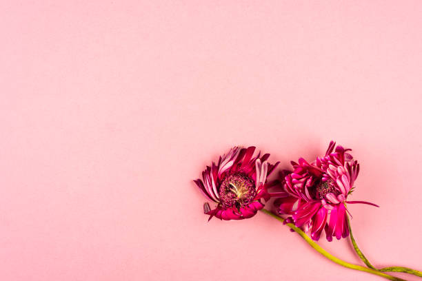 istock Withered flowers on pink color background 1988191732