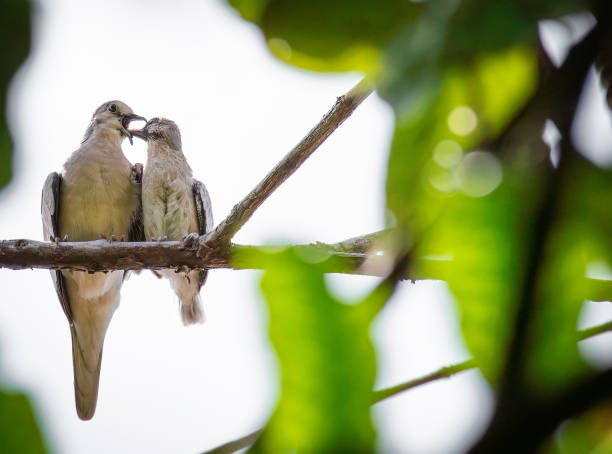 Free Stock Photo of Two Birds Perched on a Branch | Download Free ...