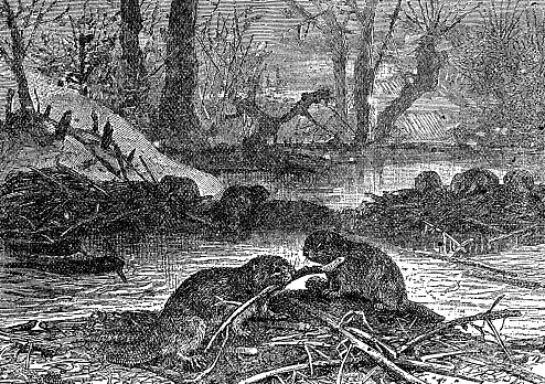 Eurasian Beavers (castor fiber) building a dam. Vintage etching circa 19th century.