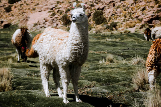 istock copacabana bolivia lake titicaca 1988224728