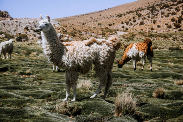 istock copacabana bolivia lake titicaca 1988225151