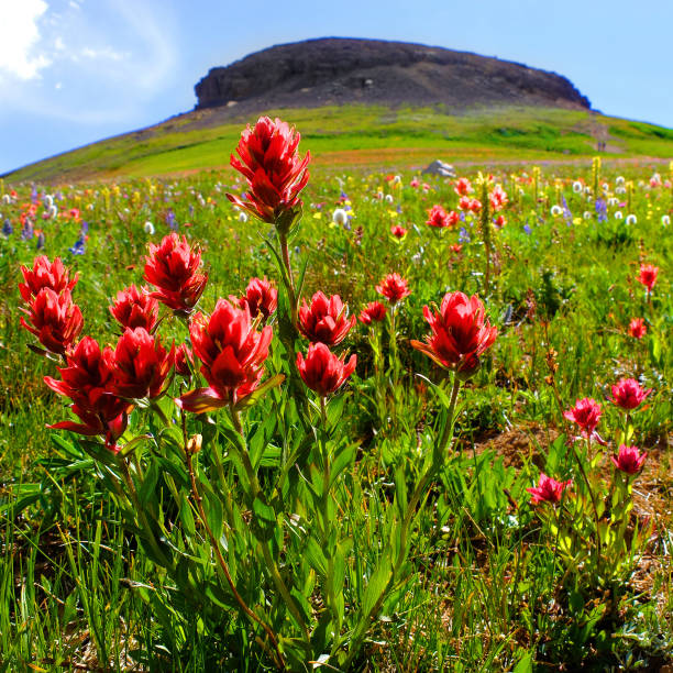 Colorful Wildflower Mountain Landscape - Scenic meadows filled with eye-popping color during seasonal summer wildflower season. Colorado, USA.