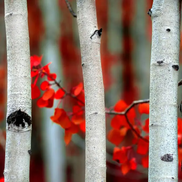 Detail of Aspen tree in fall autumn selective focus blurred background white trunk texture