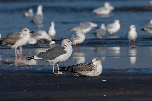 Lesser black-backed gull (Larus fuscus), a large gull, observed at Akshi Beach in Alibag, Maharashtra, India