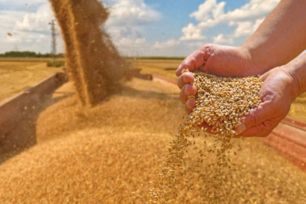 istock Wheat grain in a hand after good harvest of successful farmer 1988235652