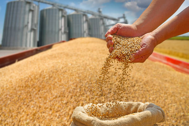 Wheat grain in a hand after good harvest of successful farmer Wheat grain in a hand after good harvest of successful farmer, pours grain into a jute sack on a tractor-trailer next to the silo silo bag stock pictures, royalty-free photos & images