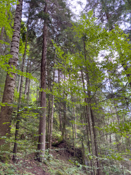 istock Tall coniferous trees grow on the slope 1988237725