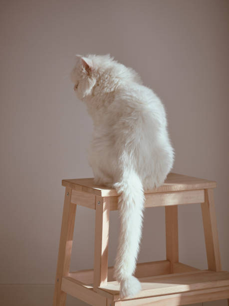 Cute domestic fluffy cat with white fur sitting on wooden stepladder in room with sunlight on white background at home