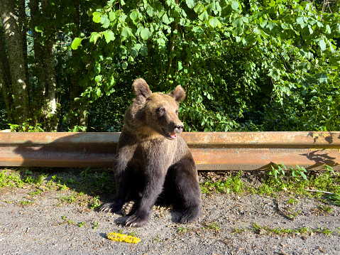 A bear sits near a bump stop on the side of the road
