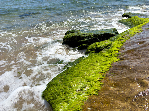 The waves of the sea wash the rocks covered with algae