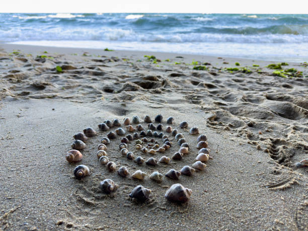 Shell Collection