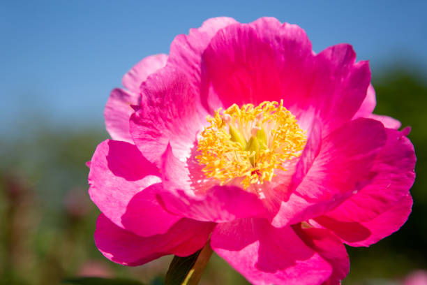 Beautiful pink paeonia in the garden