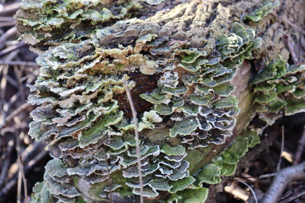 istock Green Fungus 1988253469