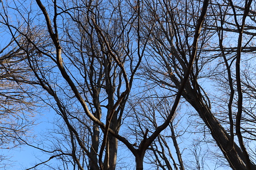 Bare trees against a blue sky