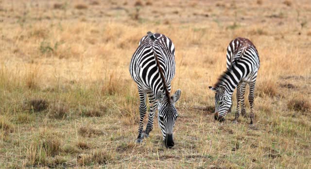 Wild African Zebras Graze In The Grass In Masai Mara, Kenya - Wide Shot