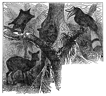 Various animals from the Island of Borneo, helmeted hornbill (rhinoplax vigil), Sunda Flying Lemur (galeopterus variegatus), and Greater Mouse-deer (tragulus napu). Vintage etching circa 19th century.