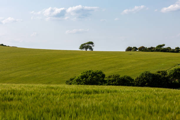 istock Green fields in Sussex on a sunny summer's day 1988275535