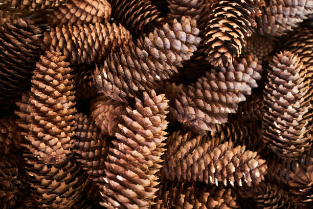 bunch cones stock photo