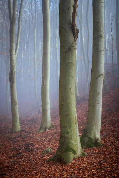 A magical autumn foggy forest in the middle of Europe