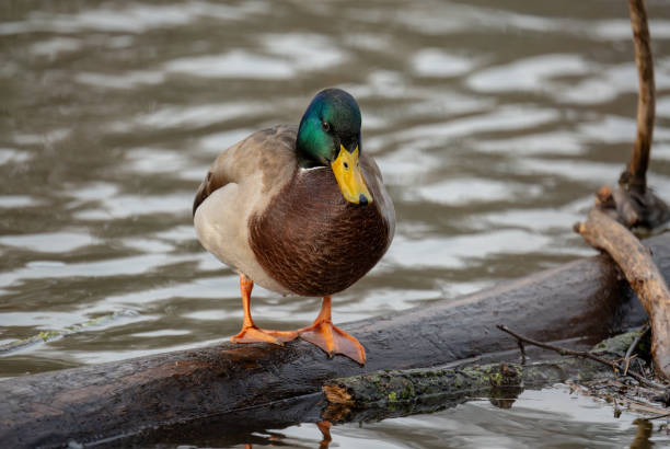 istock Duck on the river in Pilsen 1988286695