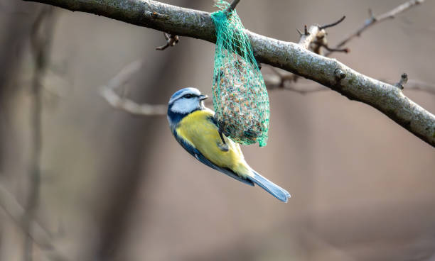 istock a bird hanging from a tree branch with a bird feeder 1988287980