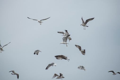 many seagulls flying together in the port