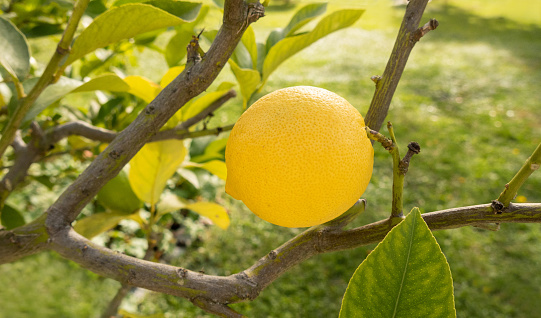 Beautiful yellow lemons weigh down a branch