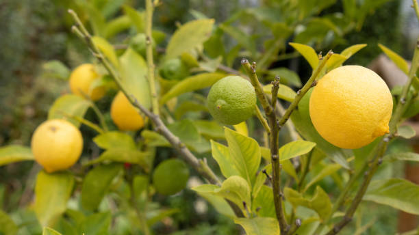 istock Green and yellow lemons on the tree 1988302016