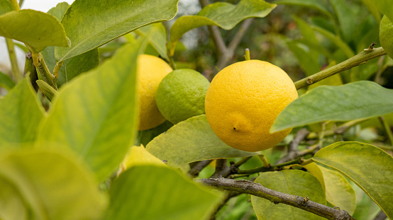 Green and yellow lemons on the tree