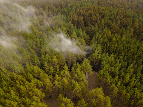 An aerial view on burning forest with fire and smoke
