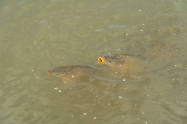Closeup of carp fish in school age boy hands