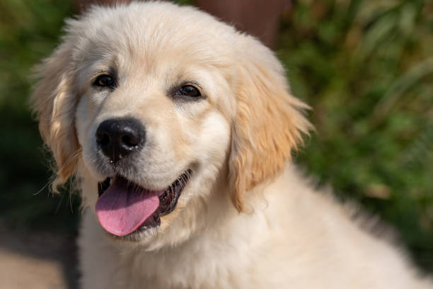 istock A Golden Retriever Puppy 1988313828