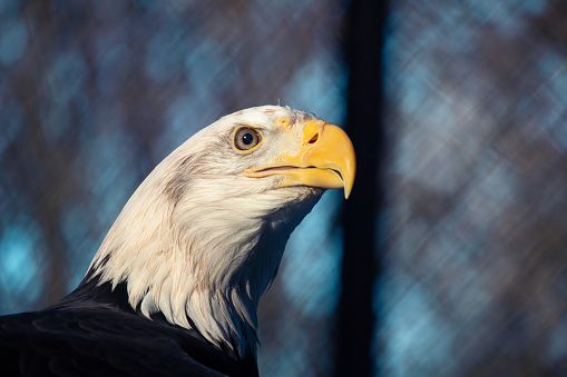 Predatory eagle sitting in the zoo enclosure