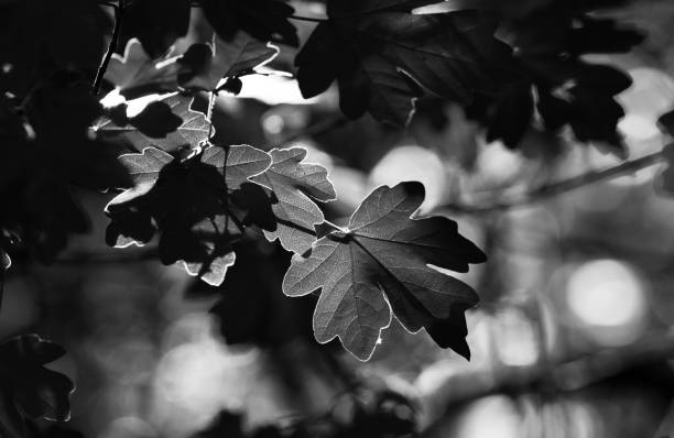 Abstract image of close-up of monochrome Oak leaves, backlit by the sun , with a defocused background.