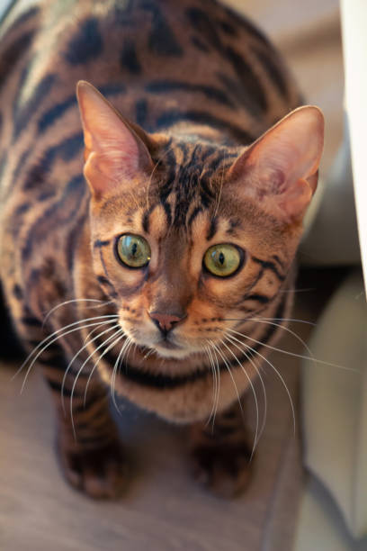 istock Bengal Cat Sits and Looking in camera 1988327543
