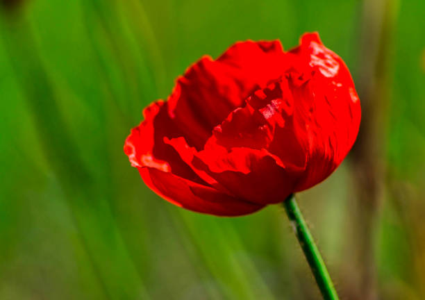 Close up of a Red Poppy flower bloom on the shores of Lake Constance or Bodensee near Konstanz,Germany