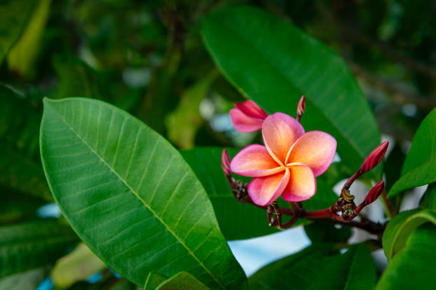 Plumeria rubra red frangipani tropical beautiful fragrant vibrant flower tree exotic stock photo