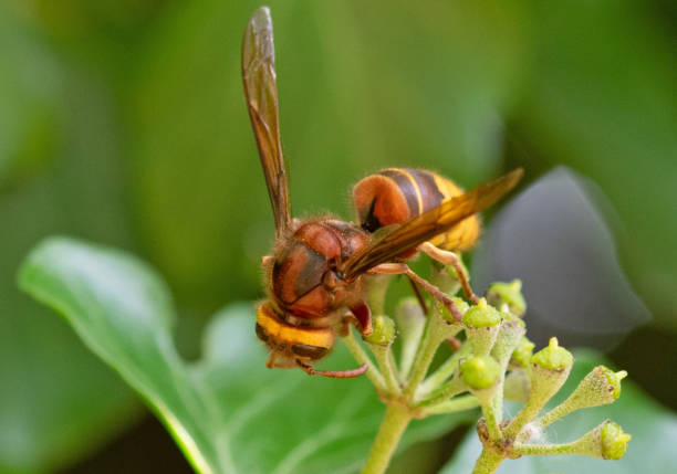 istock A European Hornet 1988352563