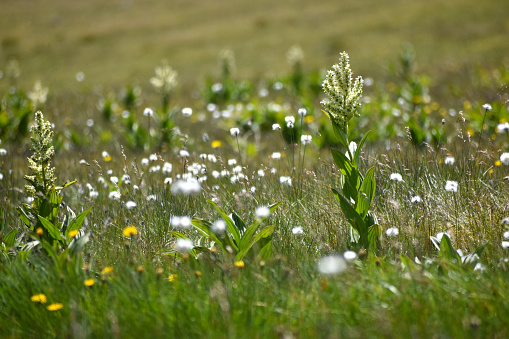 European white hellebore, or white veratrum (veratrum album) in a meadow at Niedere Tauern, Austria
