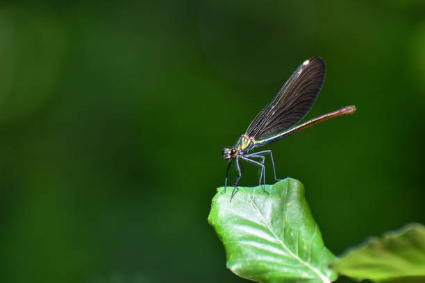 istock beautiful demoiselle (Calopteryx virgo) on a leaf 1988355136