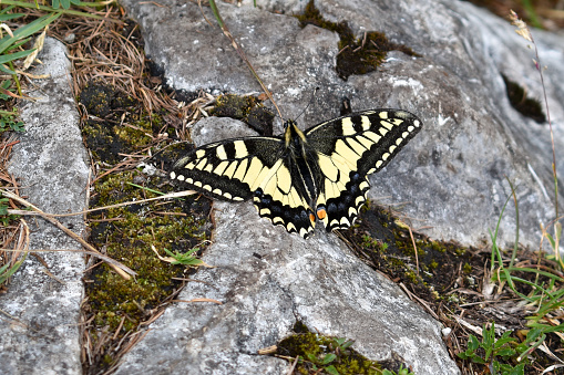 Old World swallowtail (papilio machaon) butterfly on a rock