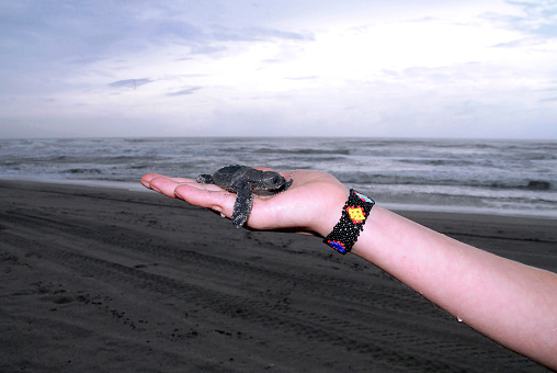Newborn turtle on a woman's hand on the beach