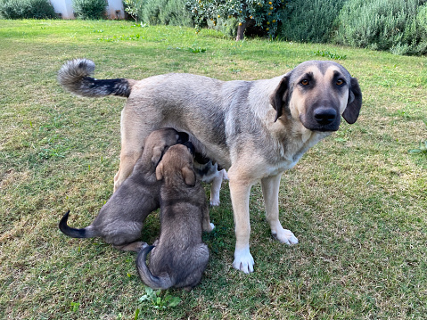 A stray dog nursing her puppies. Motherhood.