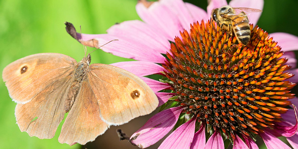 Close-up of a Meadow Brown Butterfly and a Honeybee on a Echinacea
