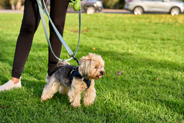 istock Young Woman Interacting Outdoors with their Dog 1988372620