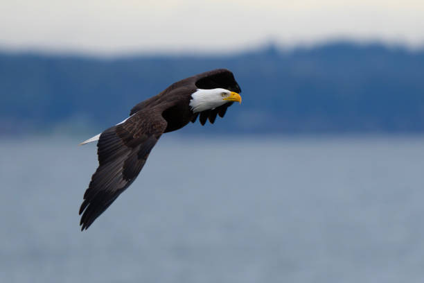 istock Majestic Bald Eagle in Flight in Washington State 1988418961